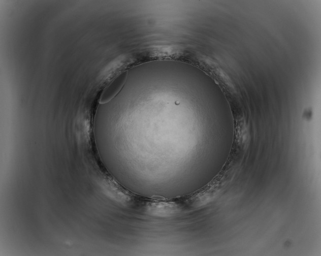 X0000100330716200806051534