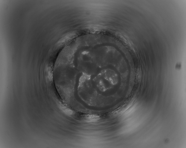 X0000100330719200806051534