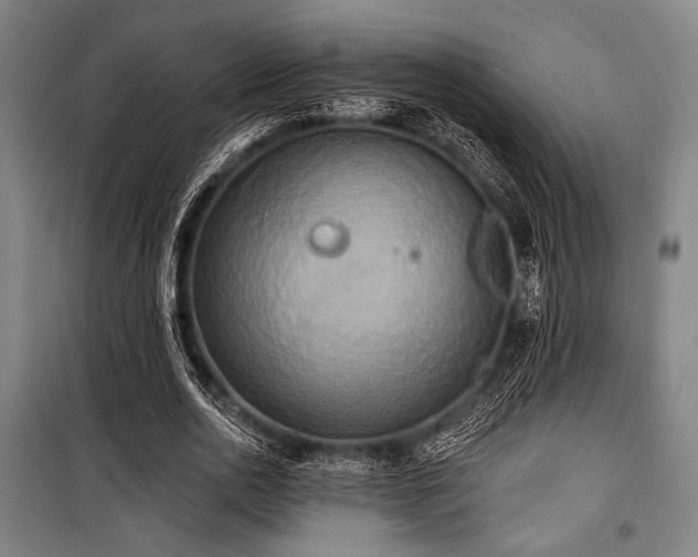 X0000100330726200806051533