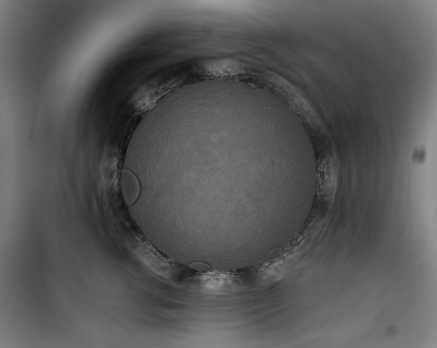 X0000100330762200806051534