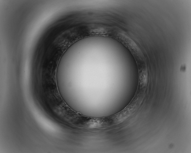 X0000100330764200806051534