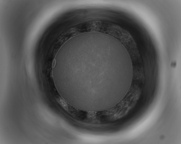 X0000100330766200806051534