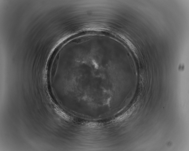 X0000100330779200806051533