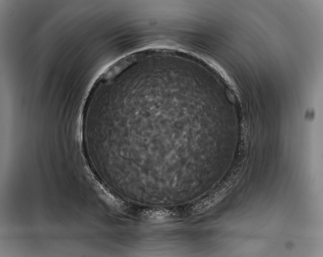 X0000100330791200806051533