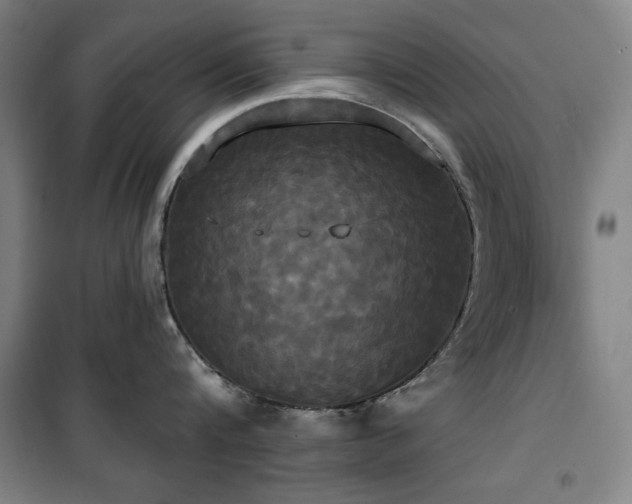 X0000100330816200806051533