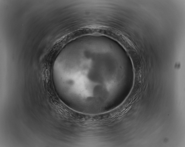 X0000100330821200806051532