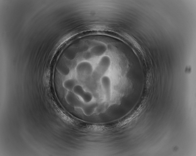 X0000100330831200806051532