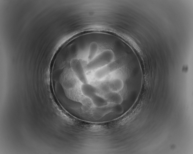 X0000100330839200806051532