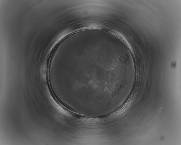 X0000100330851200806051532