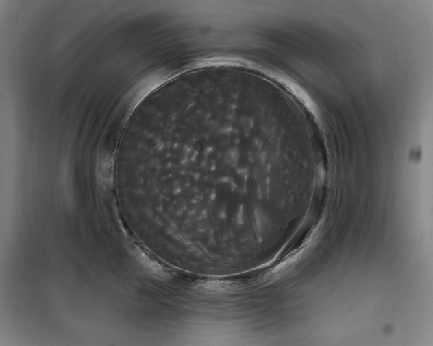 X0000100330953200806051531