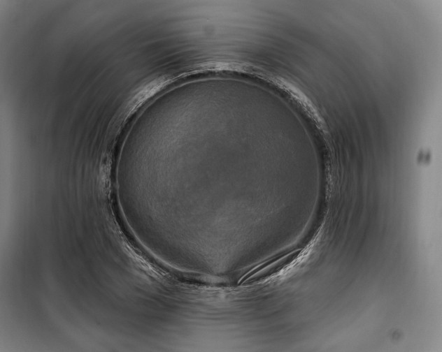 X0000100330977200806051530