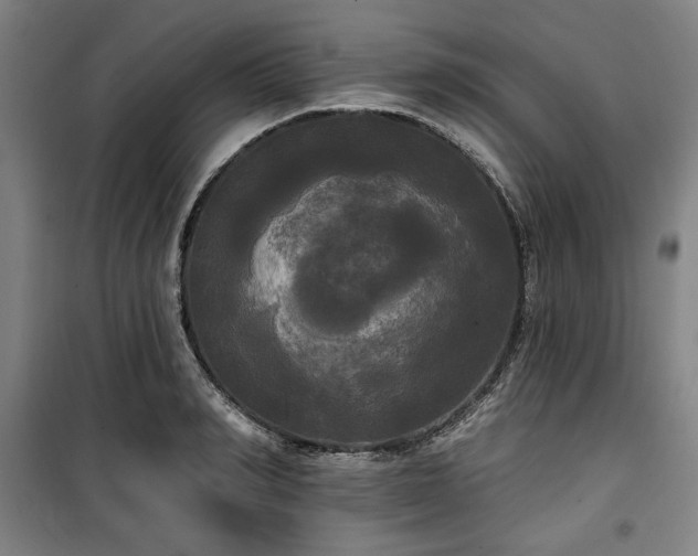 X0000100330990200806051530