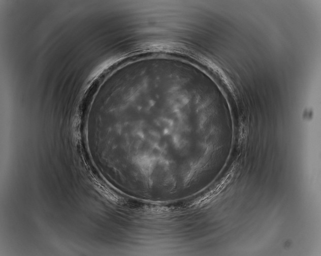 X0000100331019200806051529