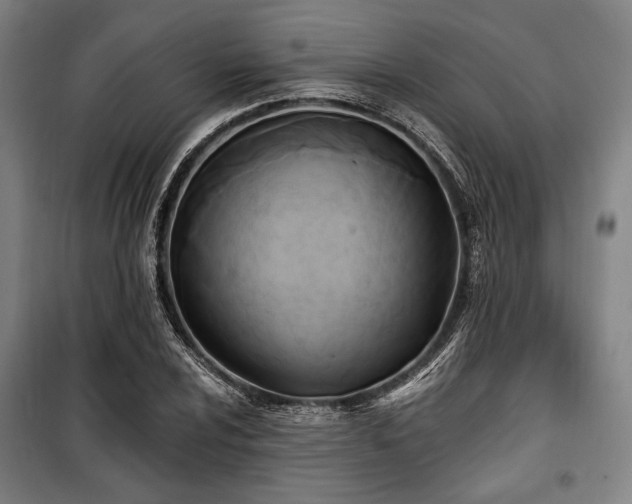 X0000100331024200806051529