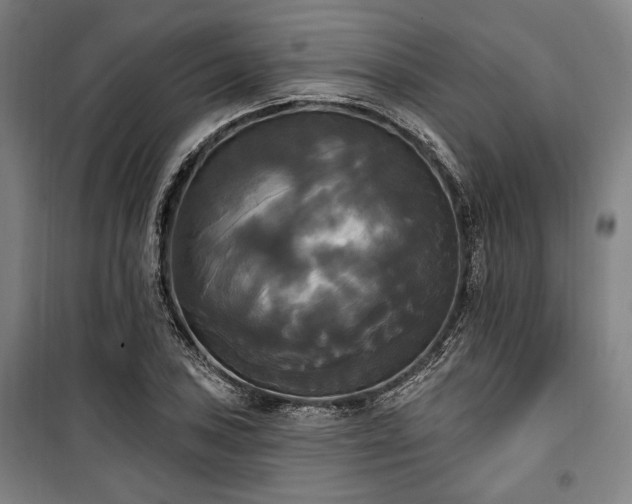 X0000100331027200806051529