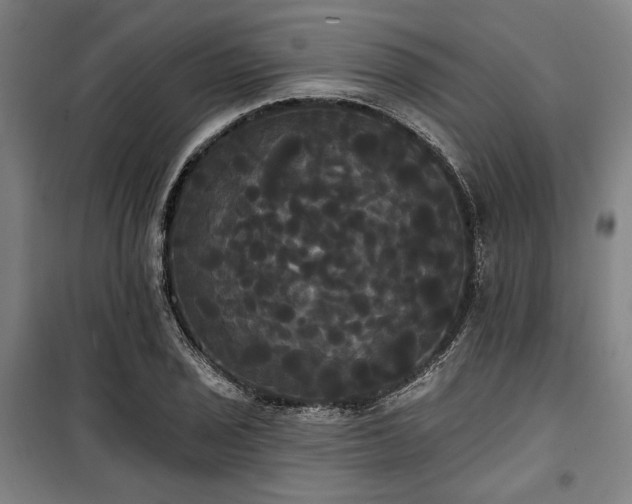 X0000100331029200806051529