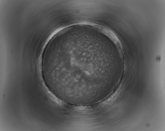 X0000100331048200806051529