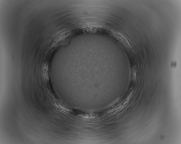 X0000100331060200806051529