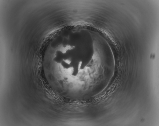 X0000100331063200806051529