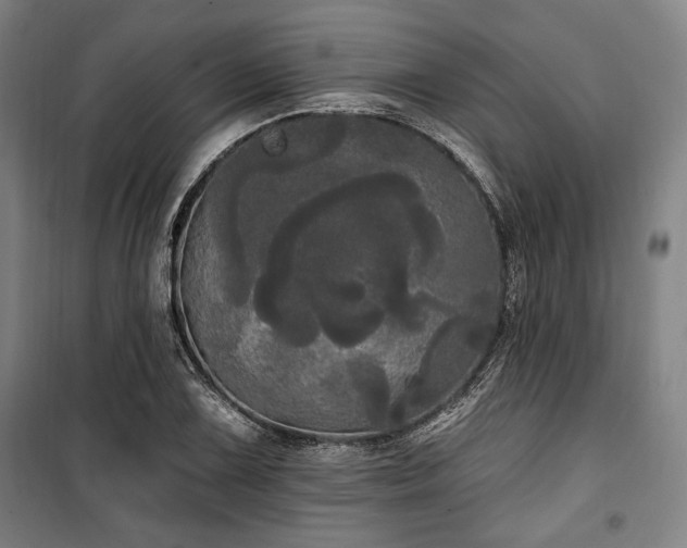 X0000100331075200806051529