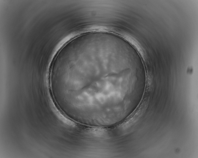X0000100331090200806051528