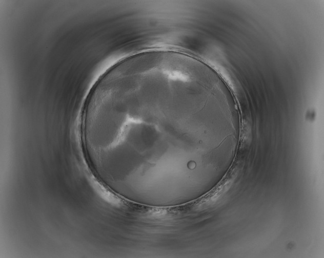 X0000100331098200806051528
