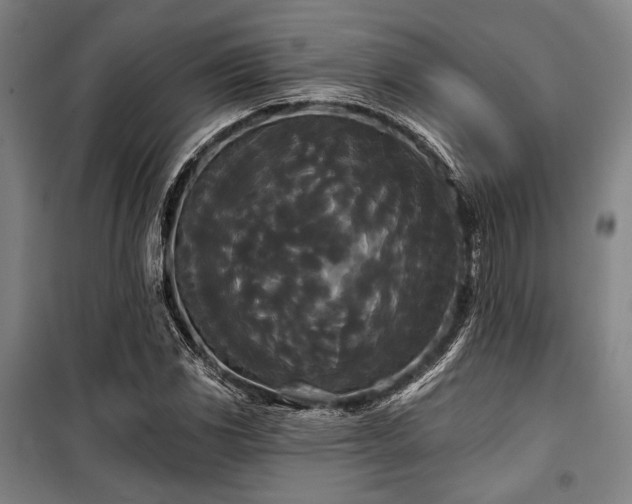 X0000100331117200806051528