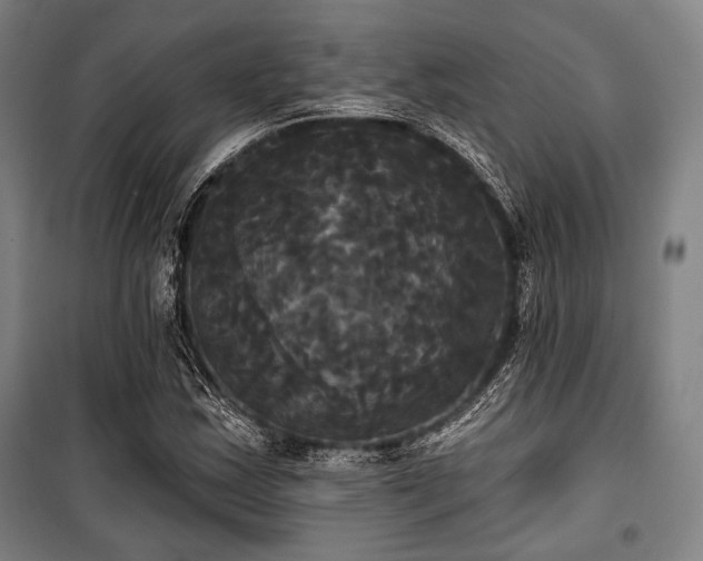 X0000100331163200806051527