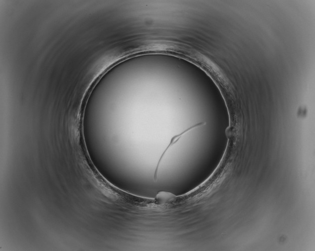 X0000100331178200806051527