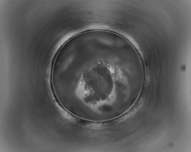 X0000100331245200806051527