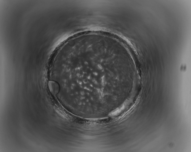 X0000100331263200806051526
