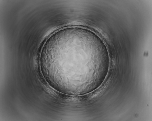 X0000100331266200806051526