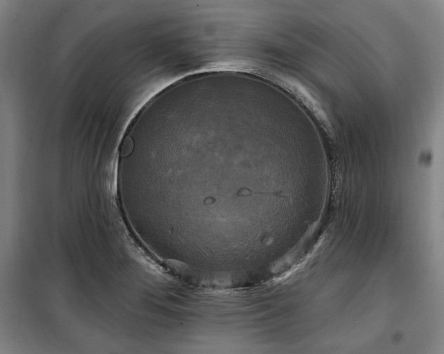 X0000100331276200806051525