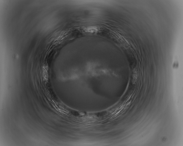 X0000100331394200806051523