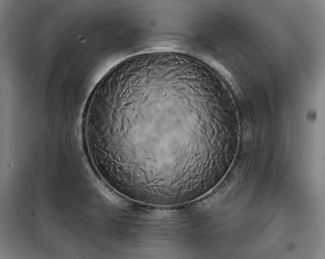 X0000100331423200806051523