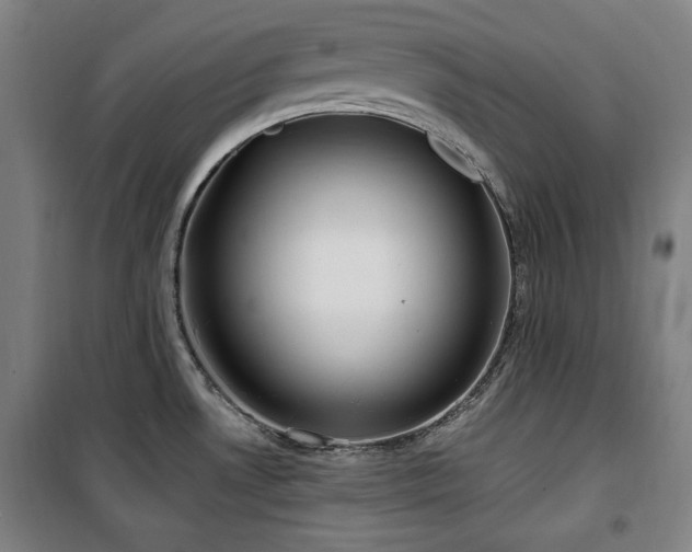 X0000100331530200806051522