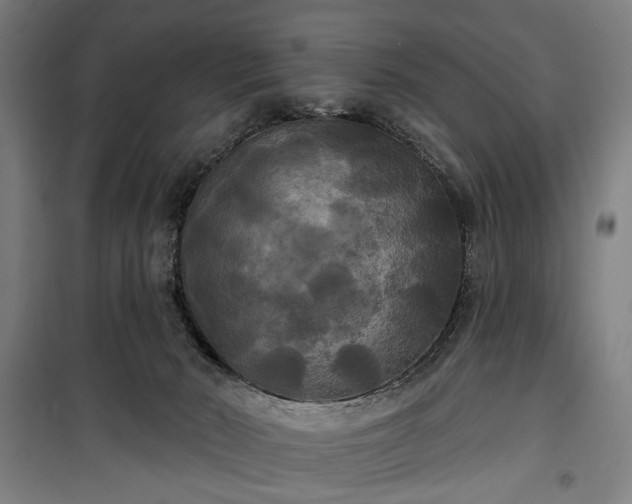 X0000100330030200806121138