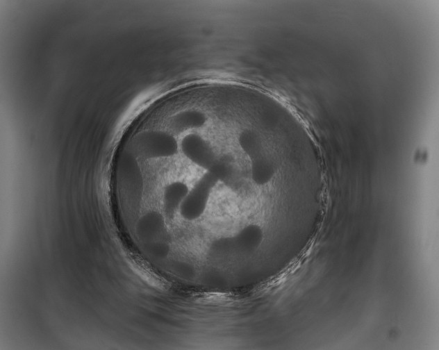 X0000100330151200806121136