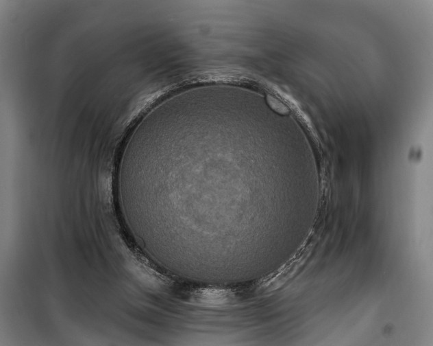 X0000100330154200806121136