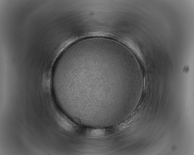 X0000100330156200806121136