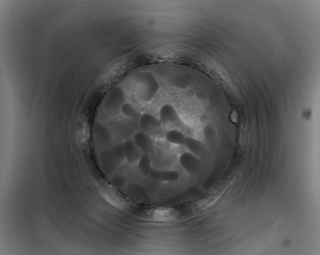 X0000100330173200806121136