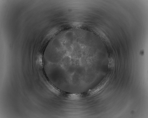 X0000100330238200806121135