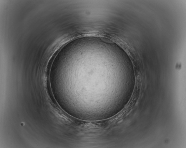 X0000100330290200806121134