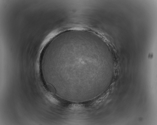 X0000100330296200806121134