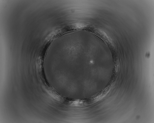 X0000100330366200806121133