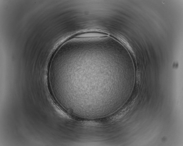 X0000100330389200806121132