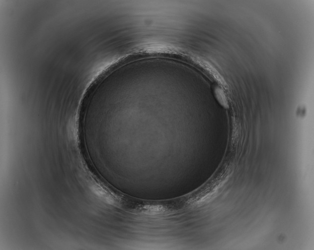 X0000100330391200806121132