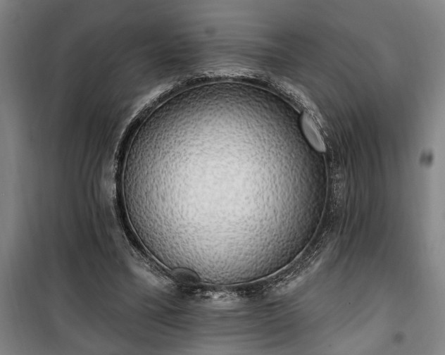 X0000100330395200806121132