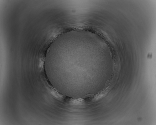 X0000100330576200806121130