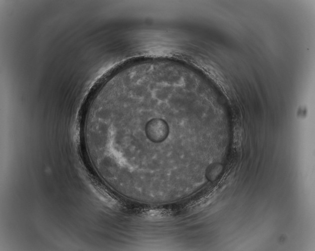 X0000100330584200806121130